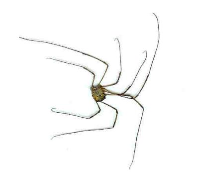 Spinne im Scanner